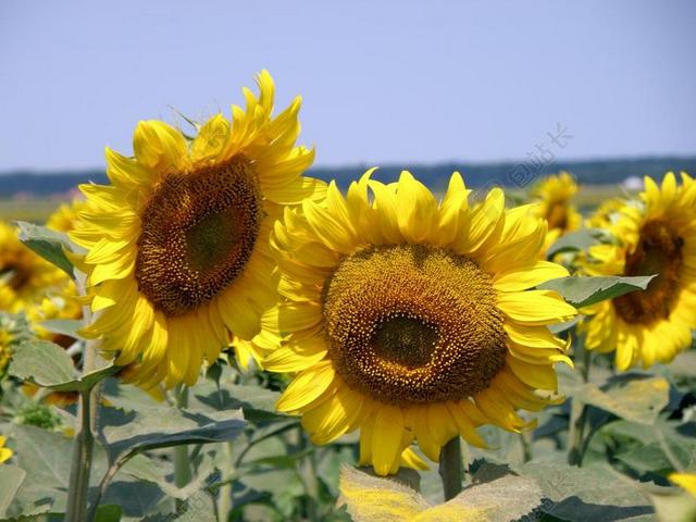 向日葵 原野 农村 向日葵的字段 夏天 农业 黄色 自然 花