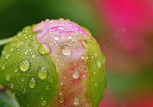 摄影唯美牡丹上的雨滴背景图片