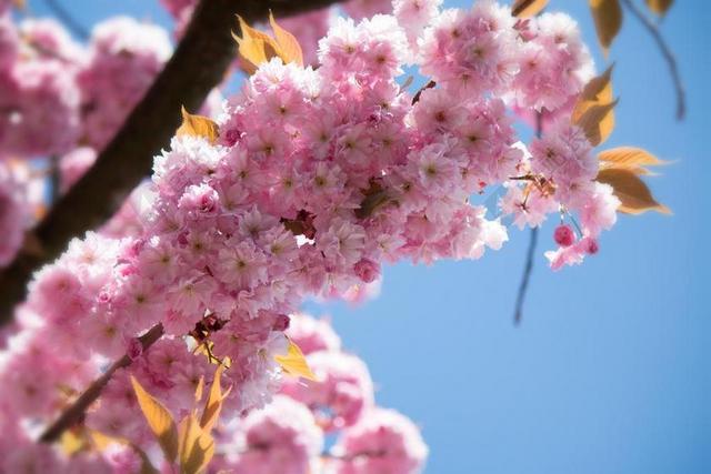 日本樱花 梅花石楠 温室玫瑰 开花 春天 鲜花 日本樱花盛开