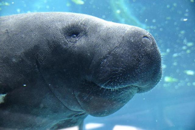 海牛 动物 水 蓝色 水下 水族馆 海 海洋