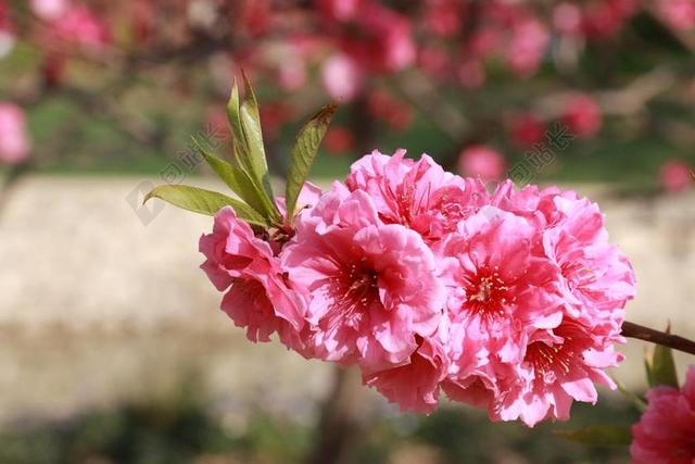 花 春天 四月