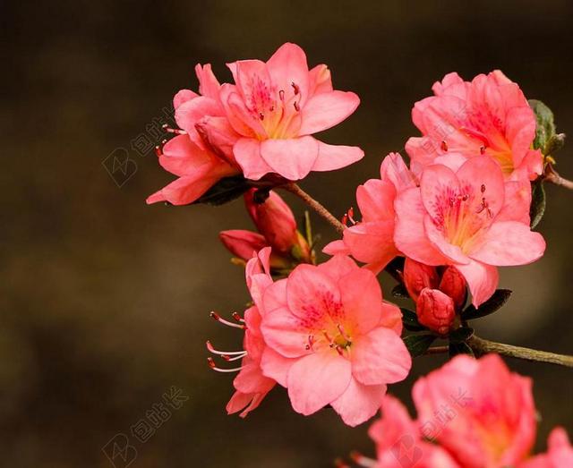 粉红色的杜鹃花 杜鹃久留米 杜鹃花珊瑚响铃 常绿灌木 春天的花朵