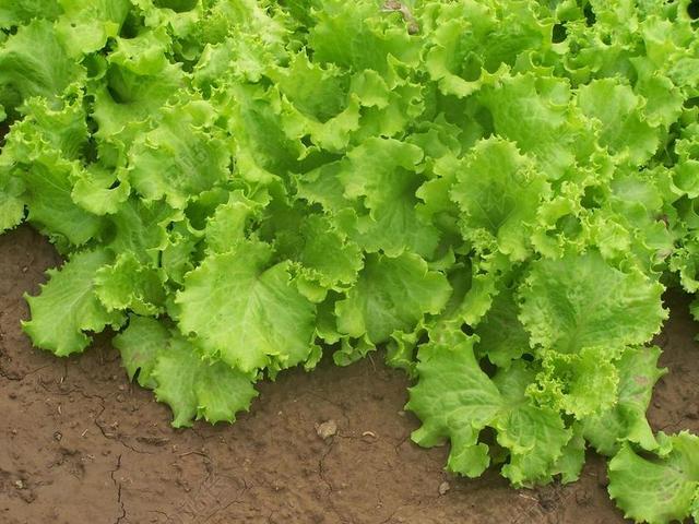 农场 有机农场 生菜 花园 蔬菜 健康食品 健康 叶子 绿色