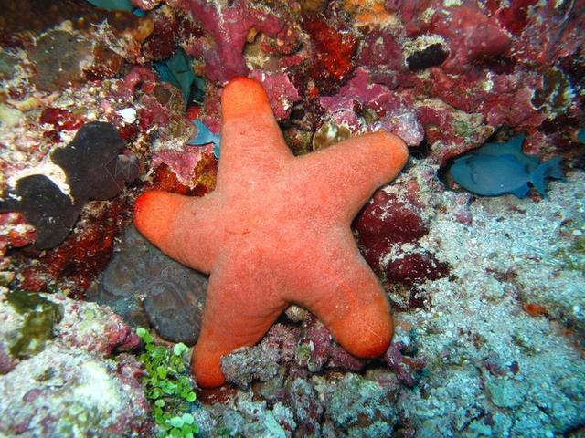 海星 珊瑚 马尔代夫 海