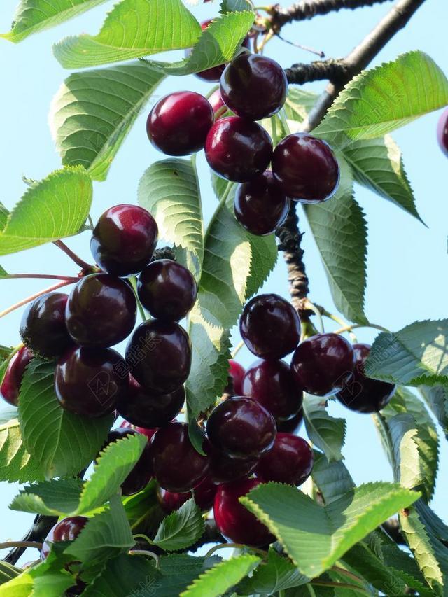 樱桃 甜樱桃 红色 水果 健康 叶子 科 夏季 美味