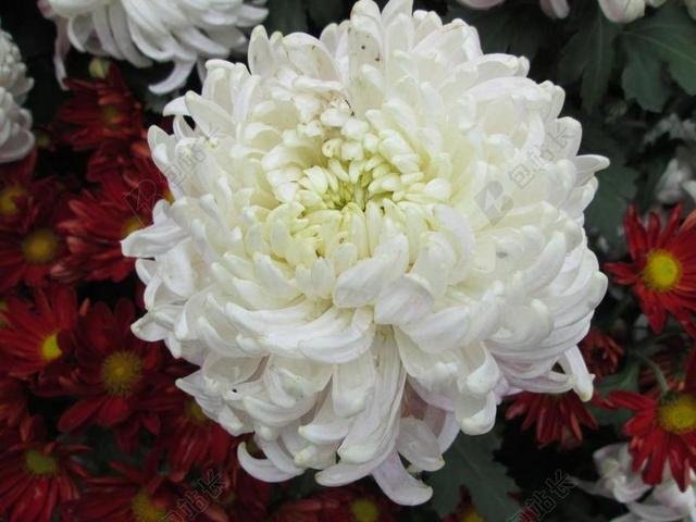 菊花 植物 公园 白色