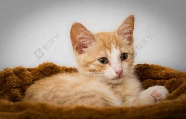 可爱的小猫背景图片