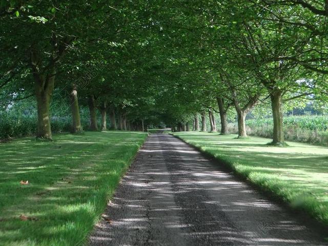 大道 道路 离 路 公园 心情 植物 性质 林荫大道 树木