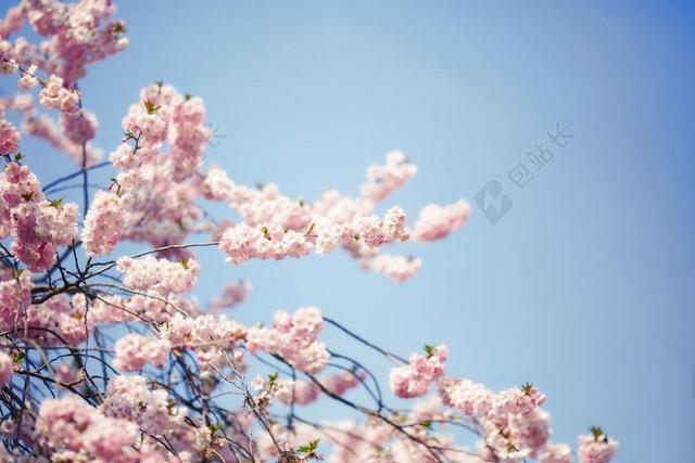 开花 树 科 粉红色 春天 盛开 梅花 性质 布什 厂