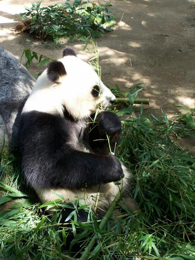 摄影唯美卧在草地上吃草的大熊猫背景图片