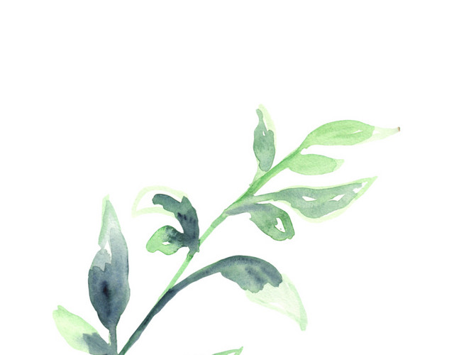 彩色手绘叶子植物插画