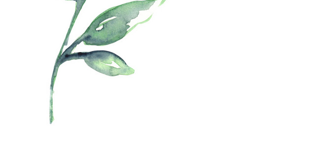 彩色手绘叶子植物插画