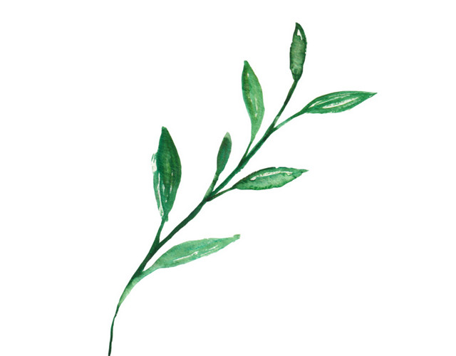 彩色卡通手绘植物矢量插画