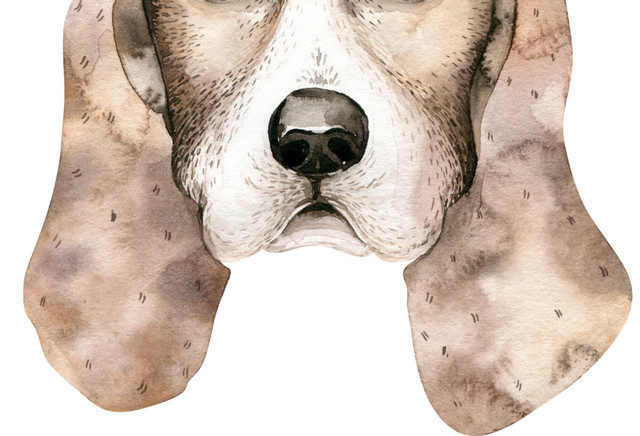 彩色狗狗文艺手绘水彩插画