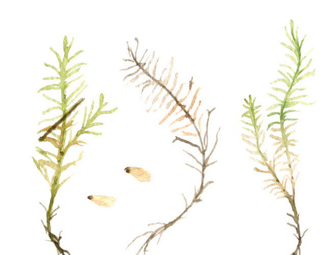 彩色水草小鱼手绘水彩插画
