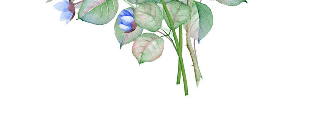 彩色小清新卡通植物花朵水彩插画