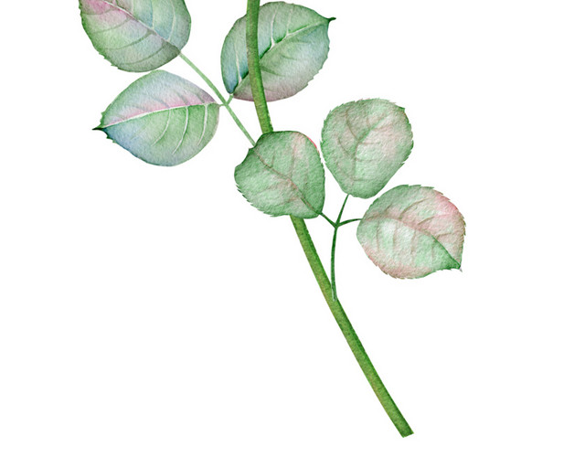彩色小清新卡通植物花朵水彩插画