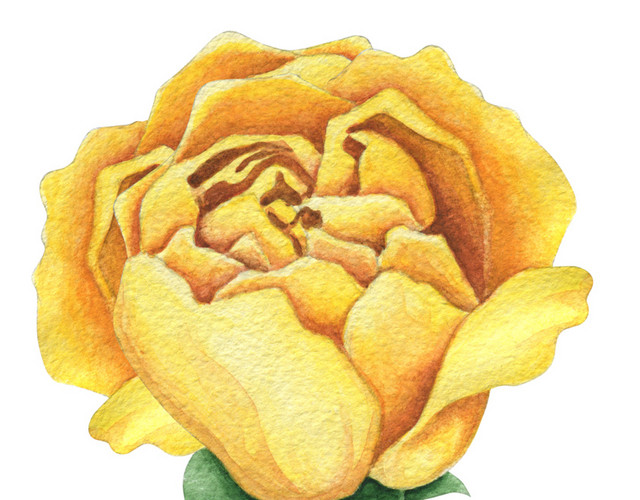 彩色小清新卡通植物花朵水彩插画
