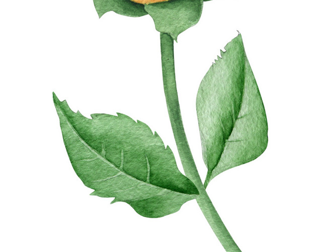 彩色小清新卡通植物花朵水彩插画