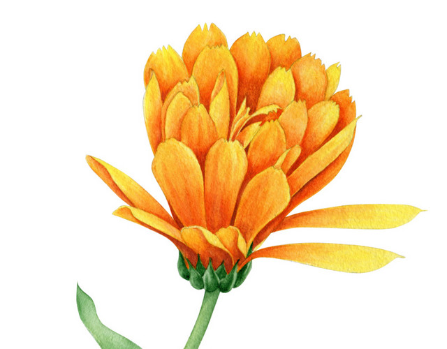 彩色小清新卡通植物花朵水彩插画