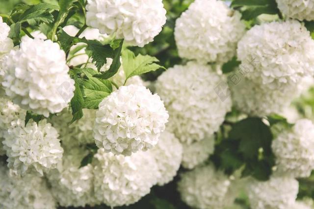 盛开 开花 植物区系 鲜花 叶子 自然