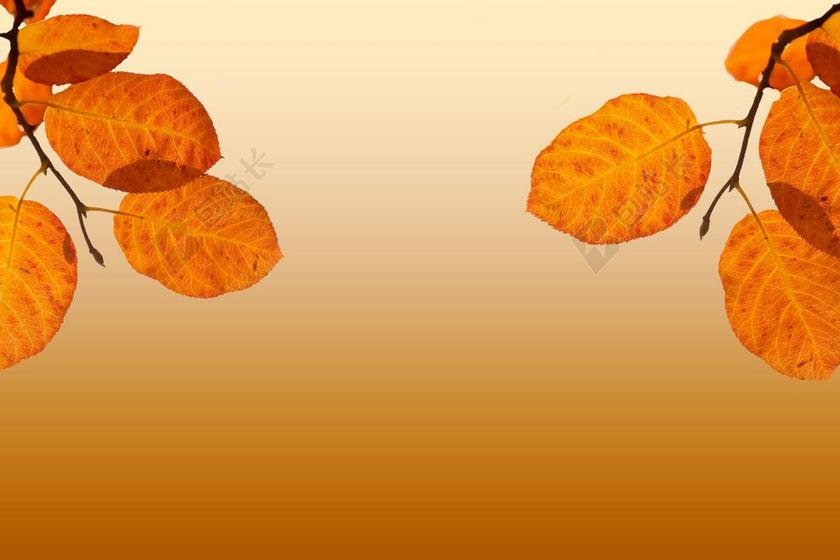 背景 秋季 叶子 性质 金色的秋天 秋天的落叶 背景图像