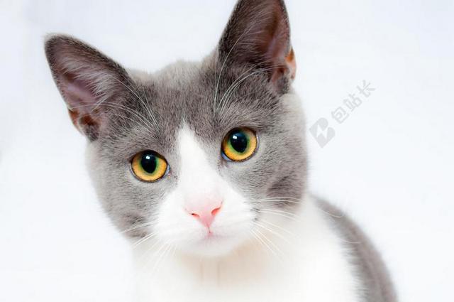 猫 宠物 动物 家养 毛皮 肖像 可爱 猫的 可爱的