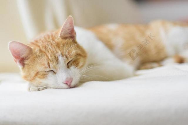 摄影唯美趴着谁教的花猫背景图片