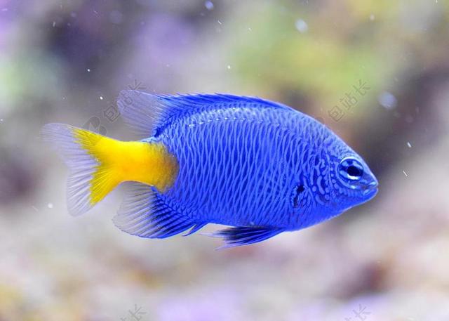 藍魔 小醜魚 魚缸 尼莫 水下 海 里夫 珊瑚 蓝色