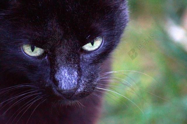 特写动物黑猫的眼睛猫脸背景图片
