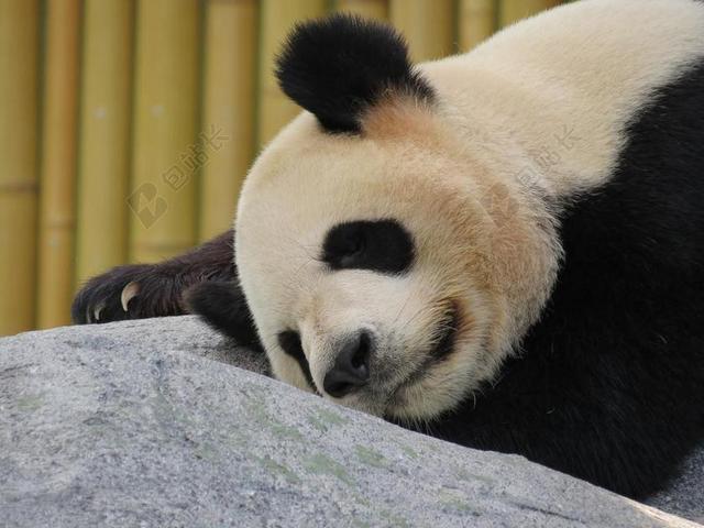 熊猫可爱讨吃背景图片