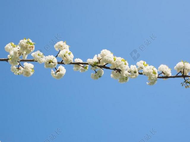樱花 白 樱桃 春天 开花 白花 盛开 树 桃花枝