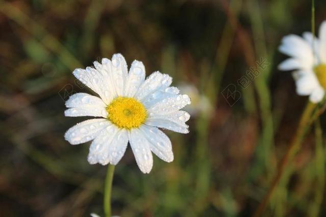 植物特写雨后的白色雏菊背景图片