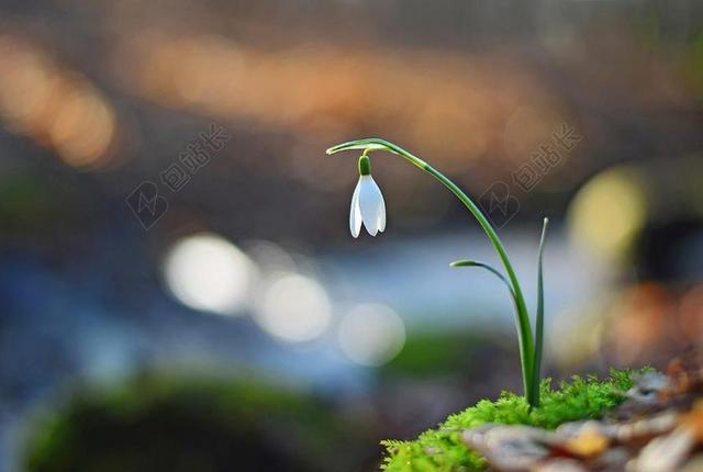 花 白 雪莲 春 性质