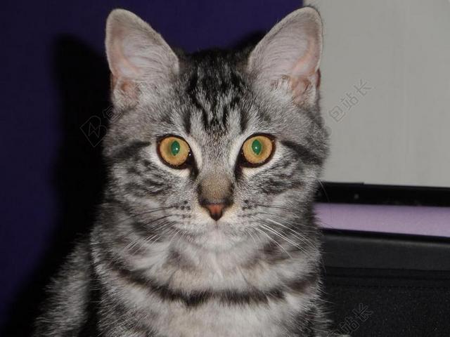 广告清新猫头特写背景图片