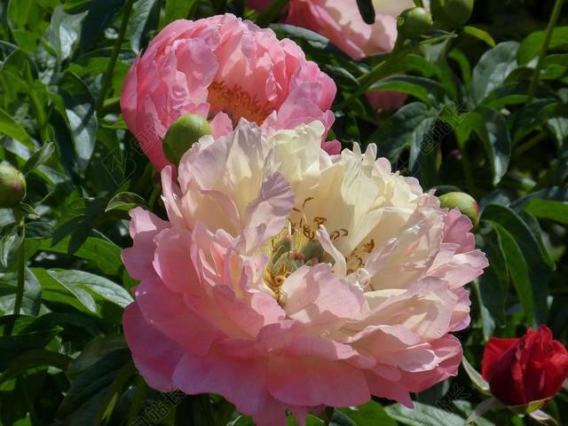 牡丹 花 开花 性质 植物群 春天 粉红色 厂 花园 公园