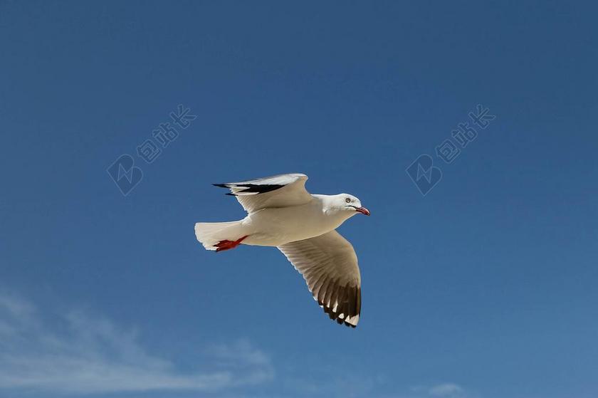 动物特写天空中飞翔的海鸥背景图片