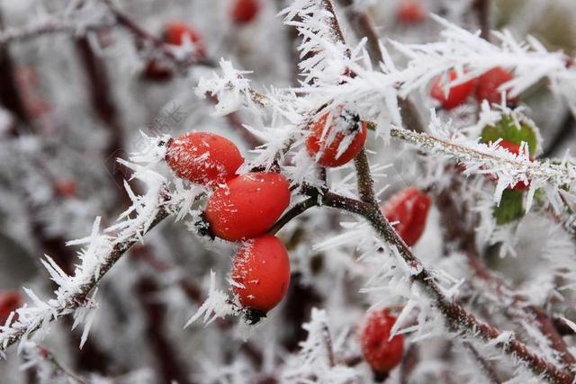 冬天 冰 弗罗斯特 EISKRISTALLE 雪 冻结 玫瑰果
