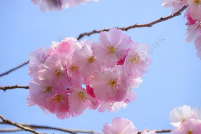 广告清新日本樱花树背景图片