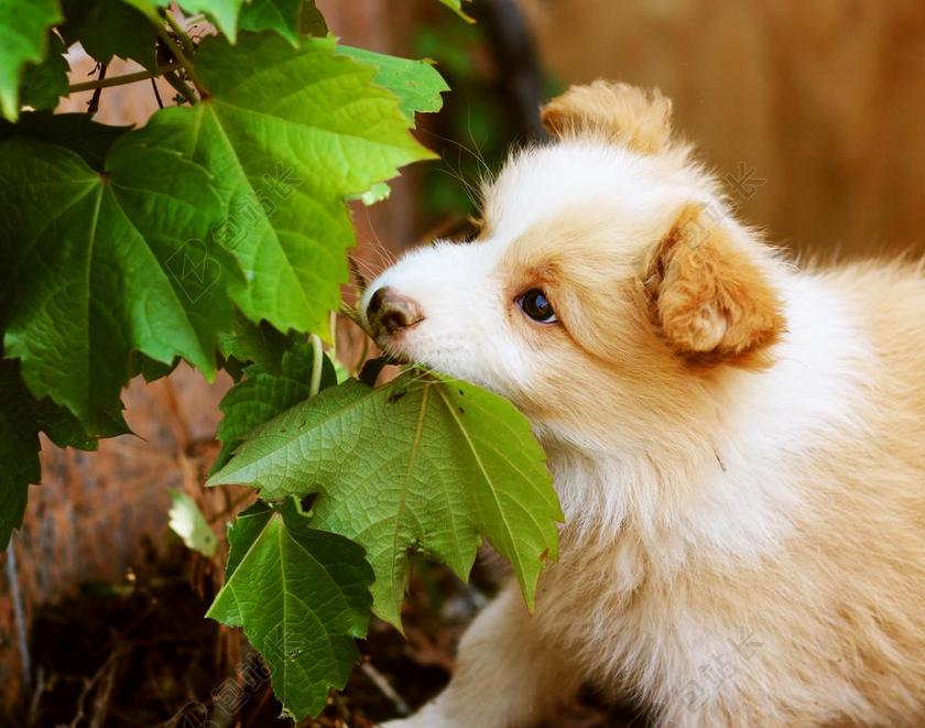 可爱的小狗再吃叶子背景图片