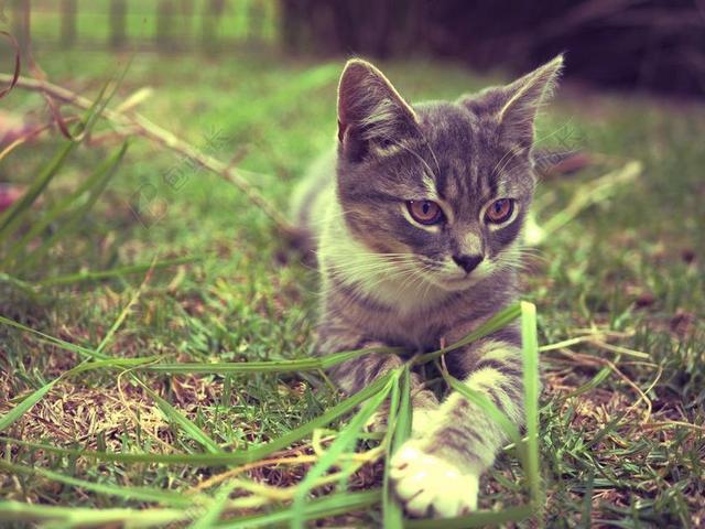 猫 小猫 酿酒 宠物 动物 可爱 基蒂 家养 复古 年轻