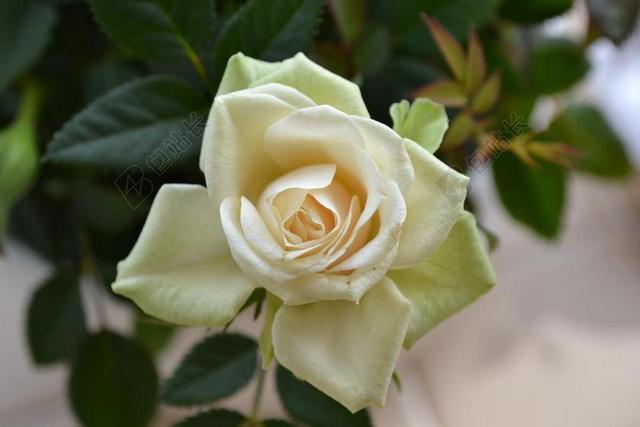 奶油玫瑰 完美绽放 花 玫瑰 常年 罗莎 茶玫瑰