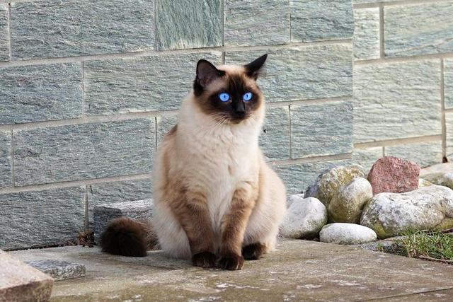 动物可爱墙边美丽的猫背景图片