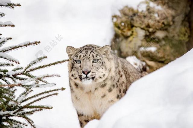 雪豹 大猫 猫 雪 冬天 动物园 野猫 猎人 野生 危险