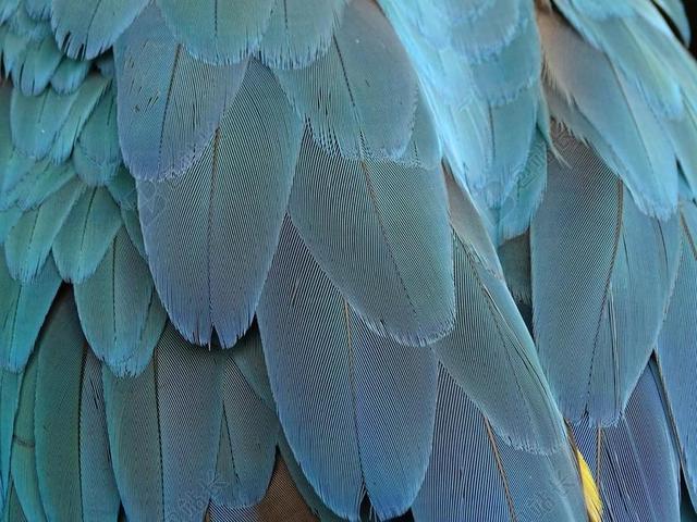 羽毛 蓝色 鹦鹉 鸟的羽毛 鸟 春天的衣服 动议 鹦鹉的羽毛