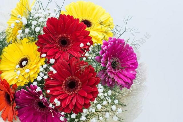 鲜花 非洲菊 花的 春 盛开 雏菊 颜色 开花 自然 装修