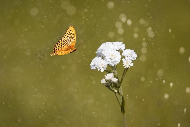 蝴蝶飞向鲜花背景图片