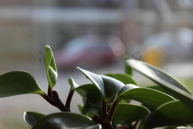 摄影自然盆栽植物背景图片