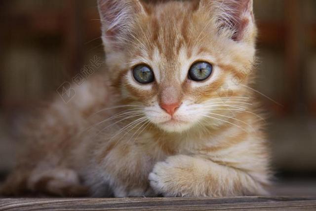 猫 躺在 蓝色的眼睛 小 姜毛皮 治愈 宠物 动物 国内