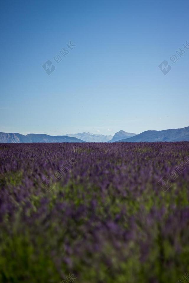 原野 薰衣草 天空 山 夏天 春 花的 鲜花 紫色 自然